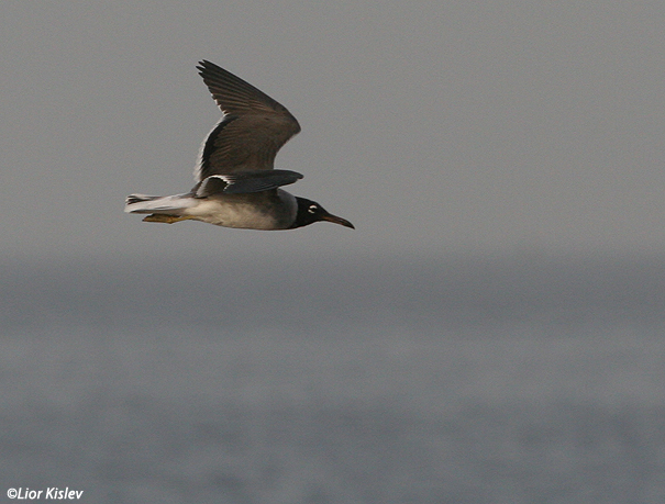 שחף לבן עין   White-eyed Gull Larus leucophthalmus                    מפרץ אילת,מאי 2007.